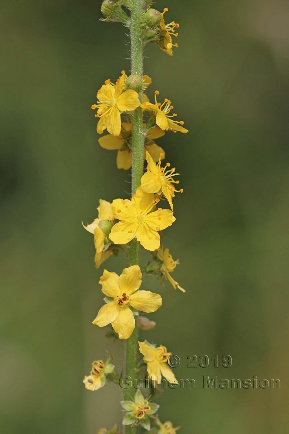 Agrimonia eupatoria