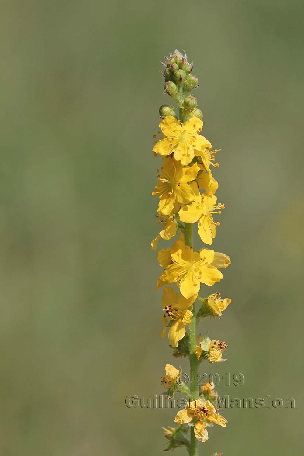 Agrimonia eupatoria