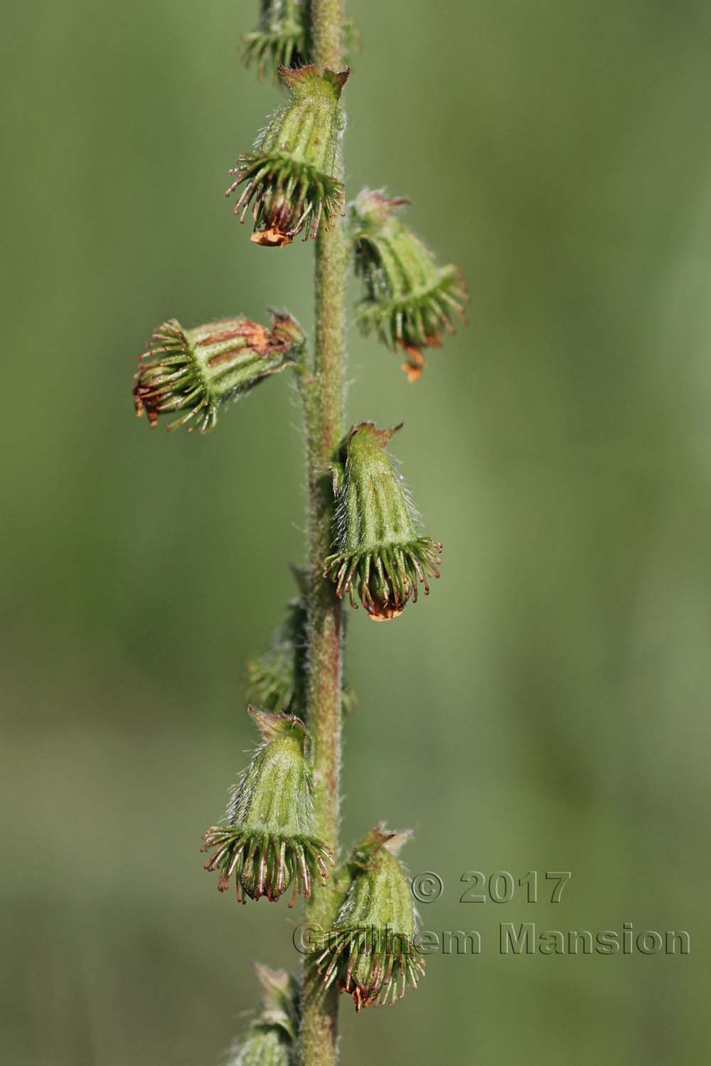 Agrimonia eupatoria