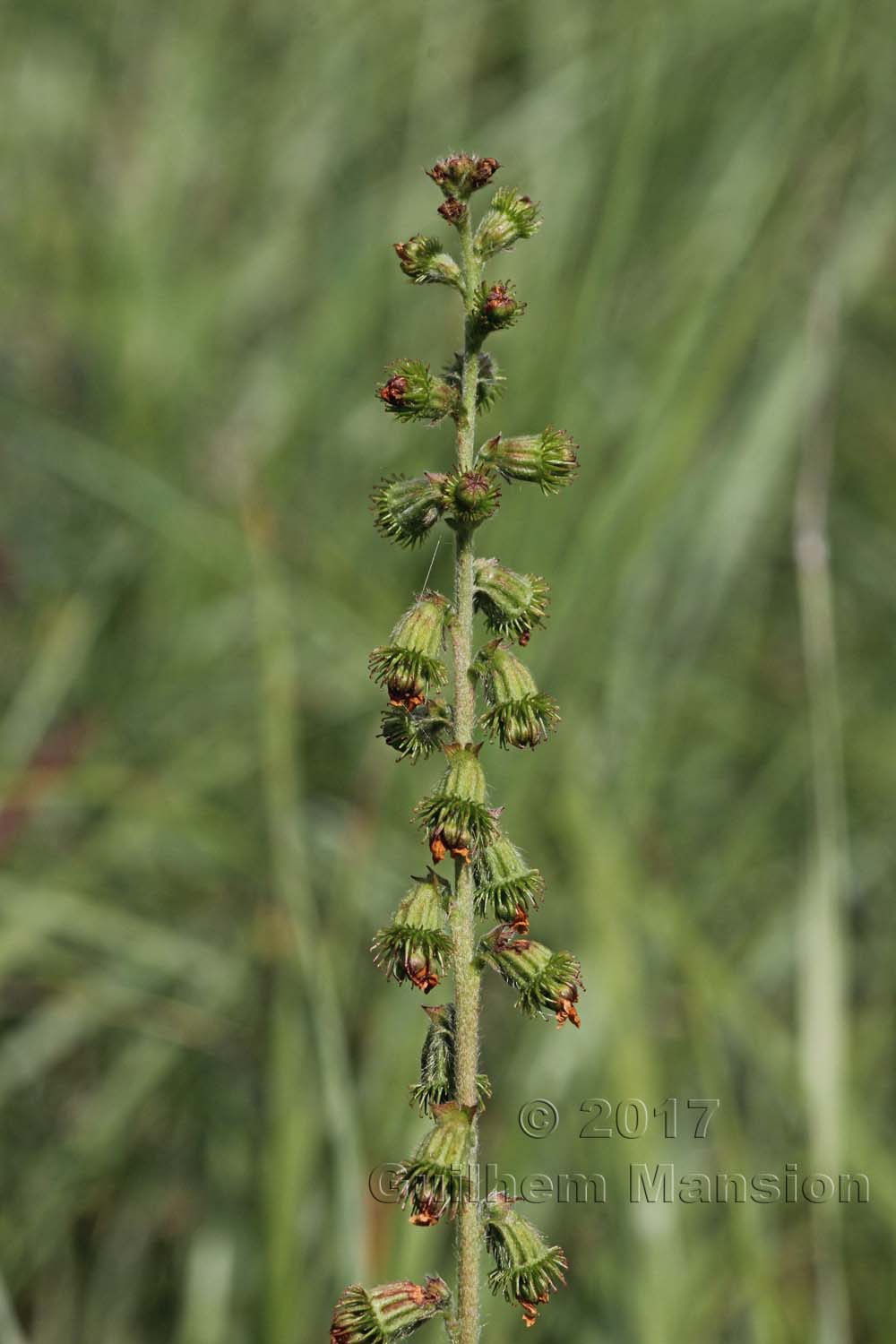 Agrimonia eupatoria