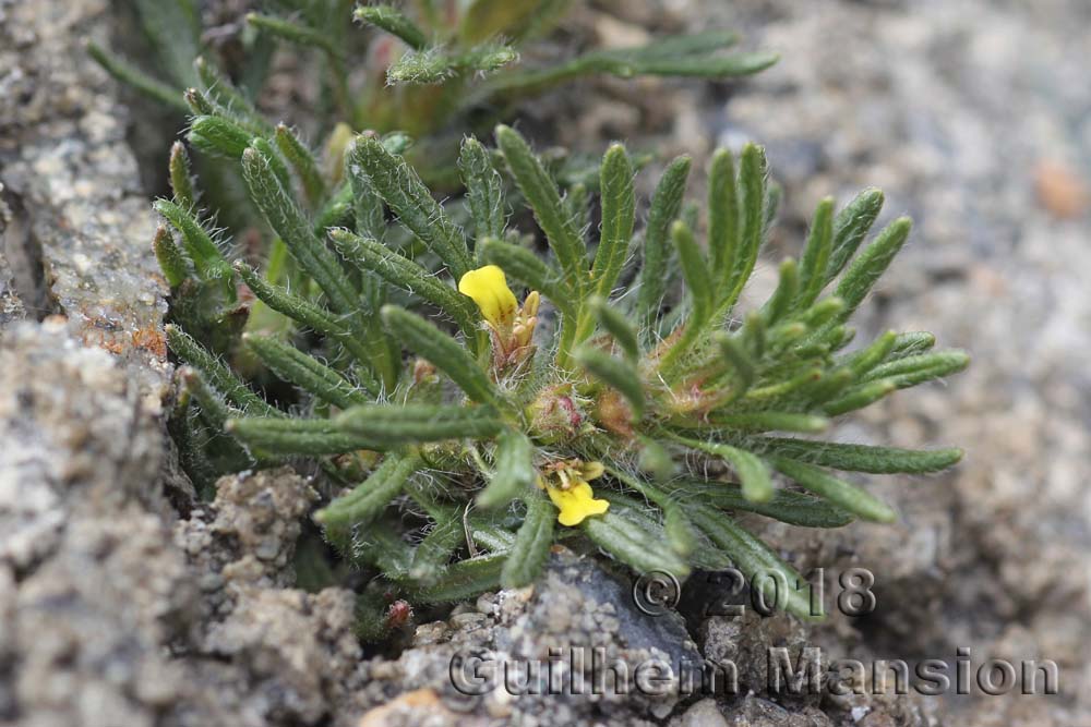 Ajuga chamaepitys