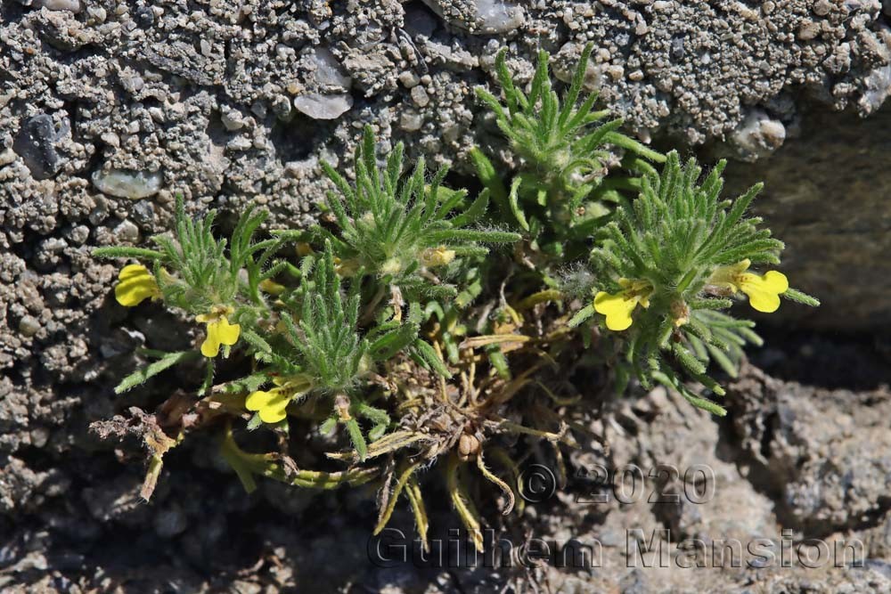 Ajuga chamaepitys