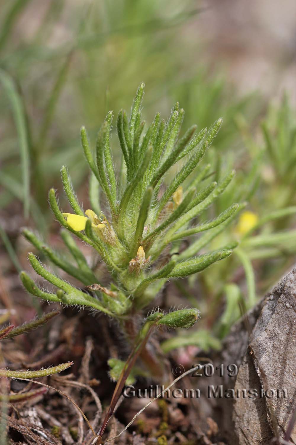 Ajuga chamaepitys