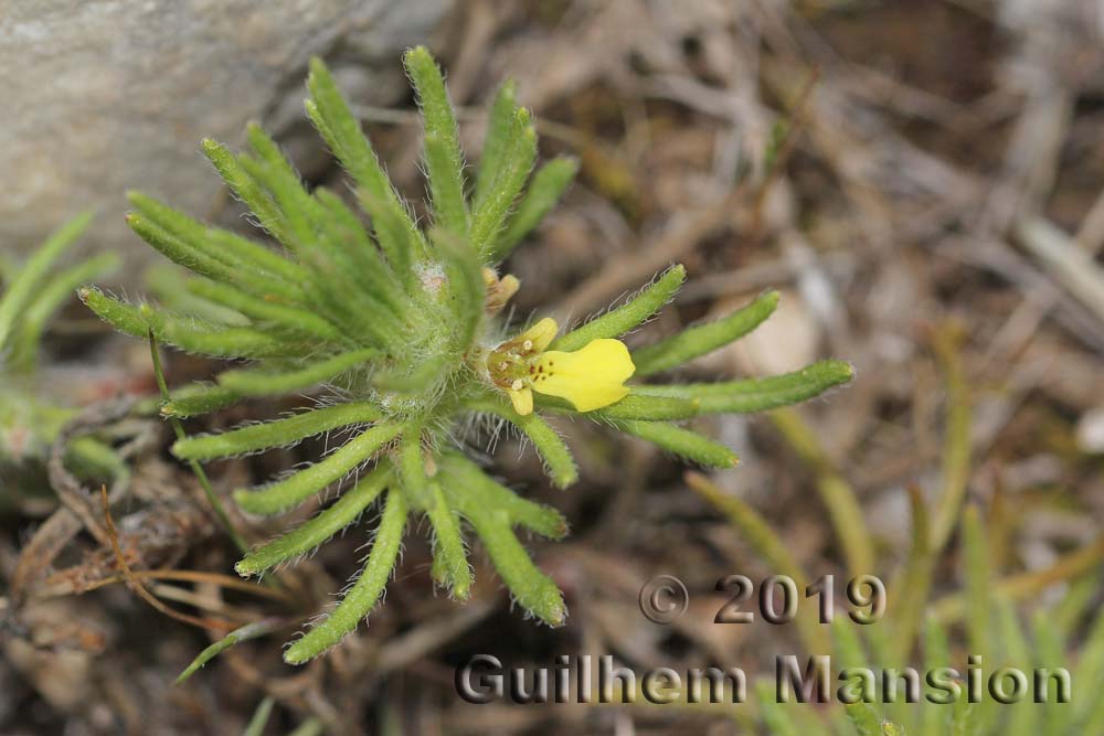 Ajuga chamaepitys