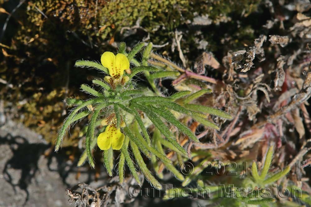 Ajuga chamaepitys