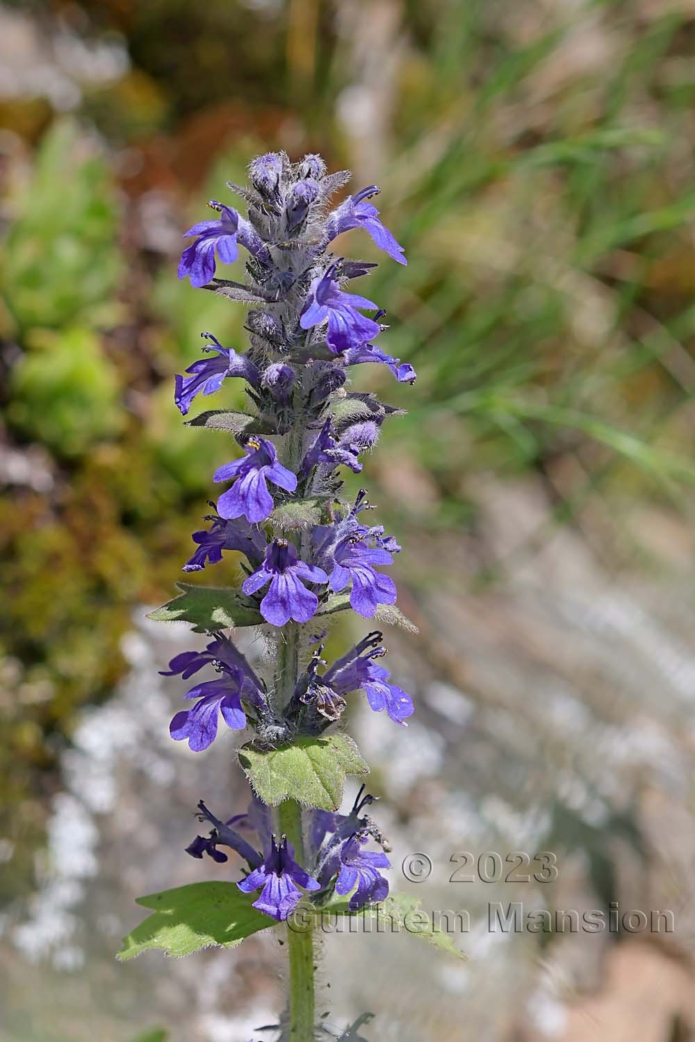 Ajuga genevensis