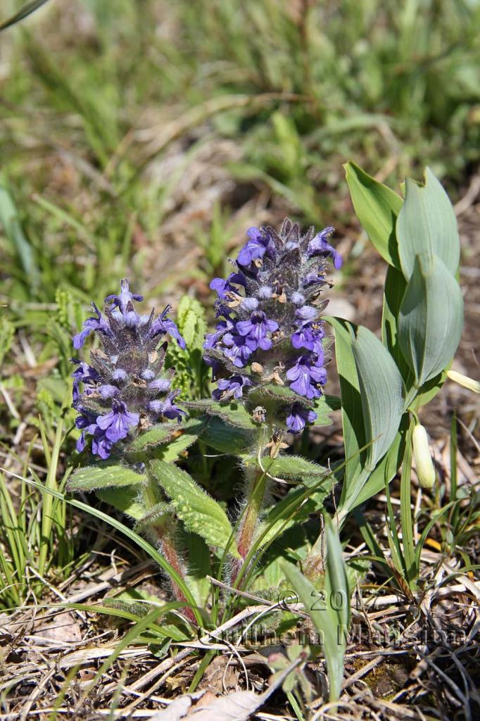 Ajuga genevensis