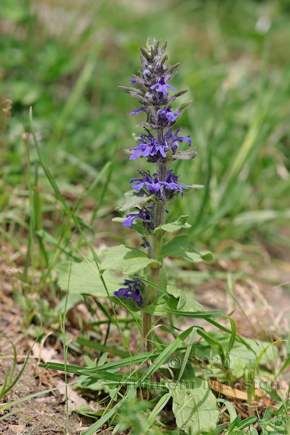 Ajuga genevensis