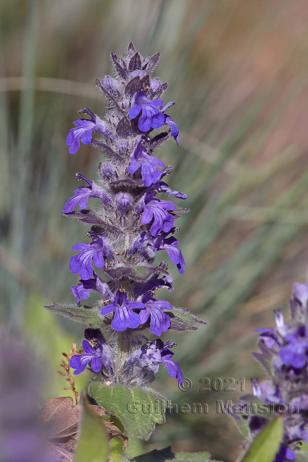 Ajuga genevensis