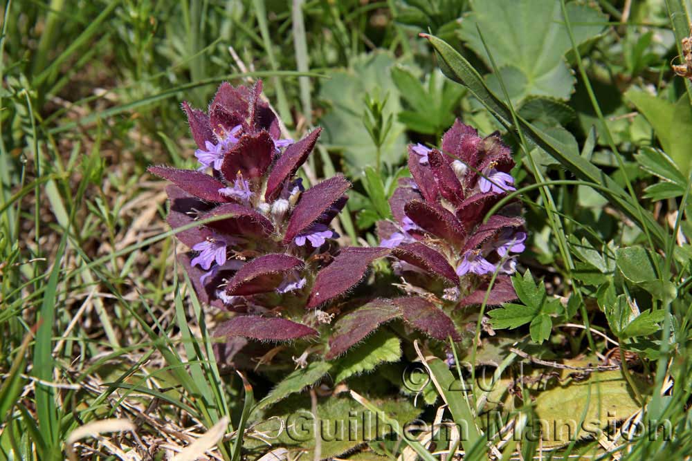 Ajuga pyramidalis