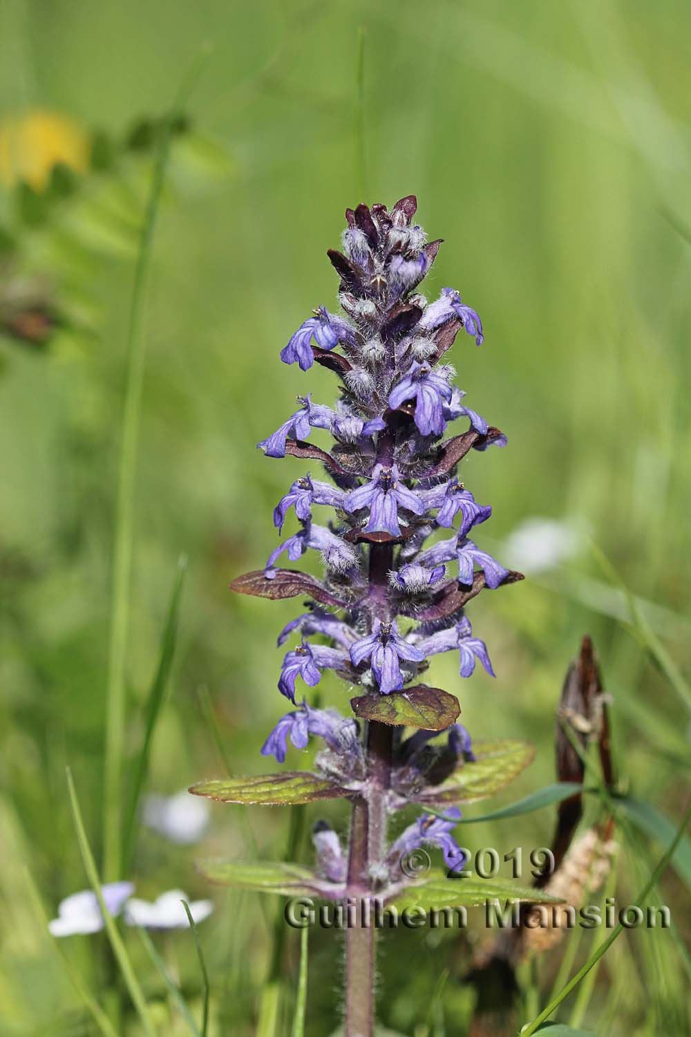 Ajuga reptans