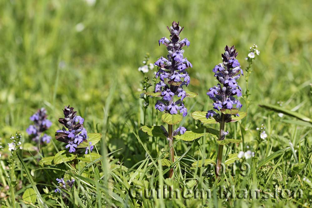 Ajuga reptans