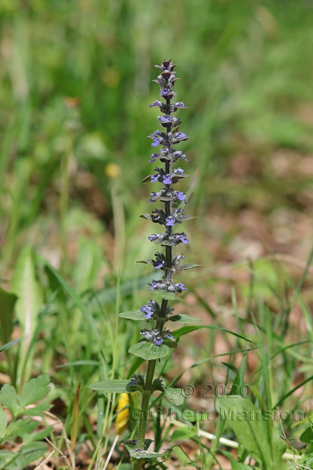 Ajuga reptans