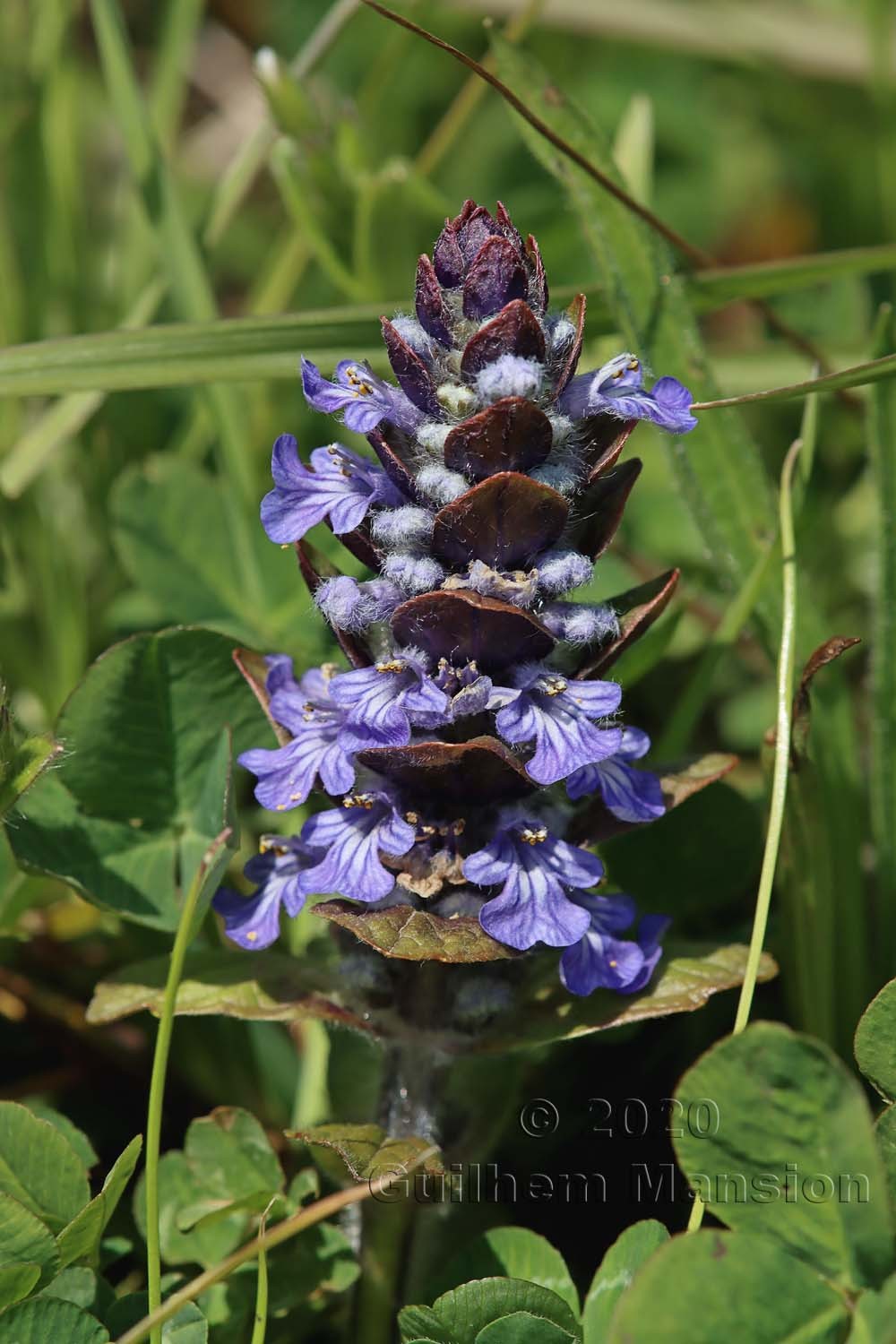 Ajuga reptans