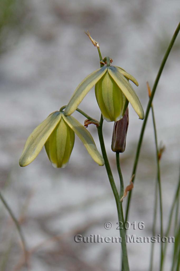 Albuca juncifolia