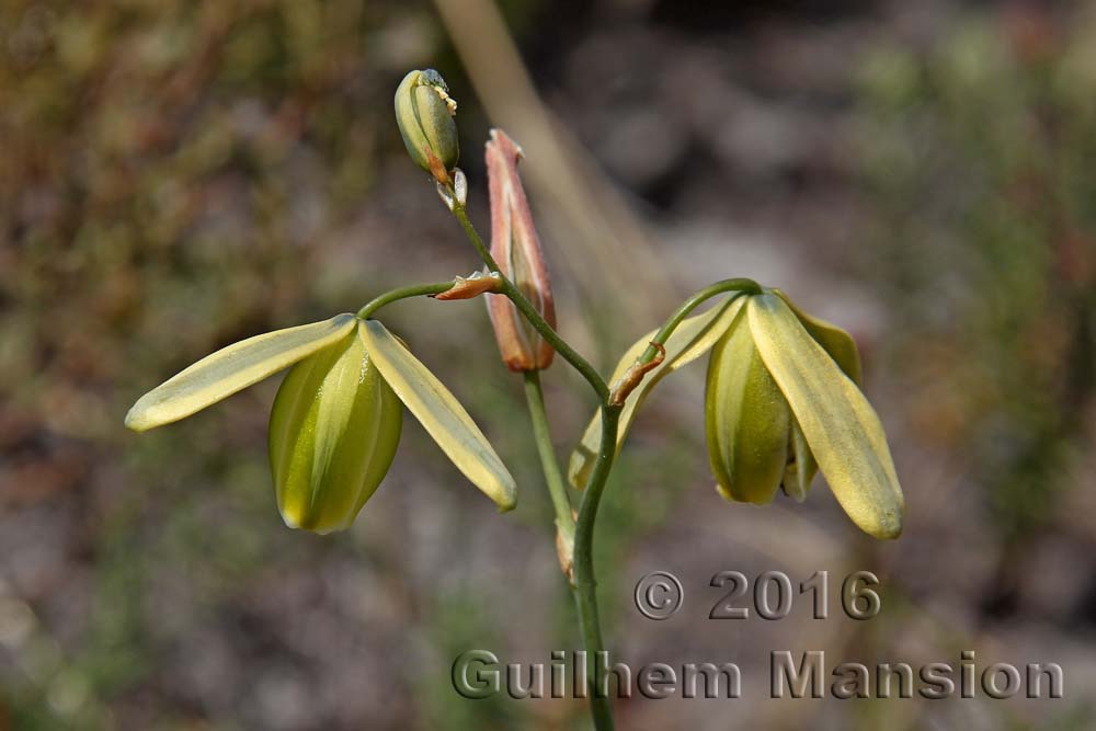 Albuca juncifolia