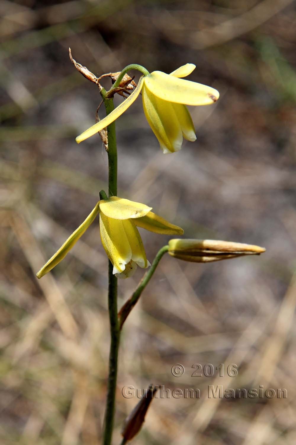 Albuca juncifolia