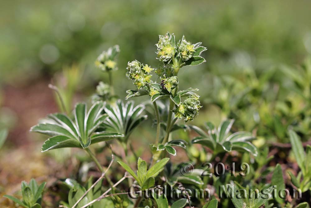 Alchemilla alpina