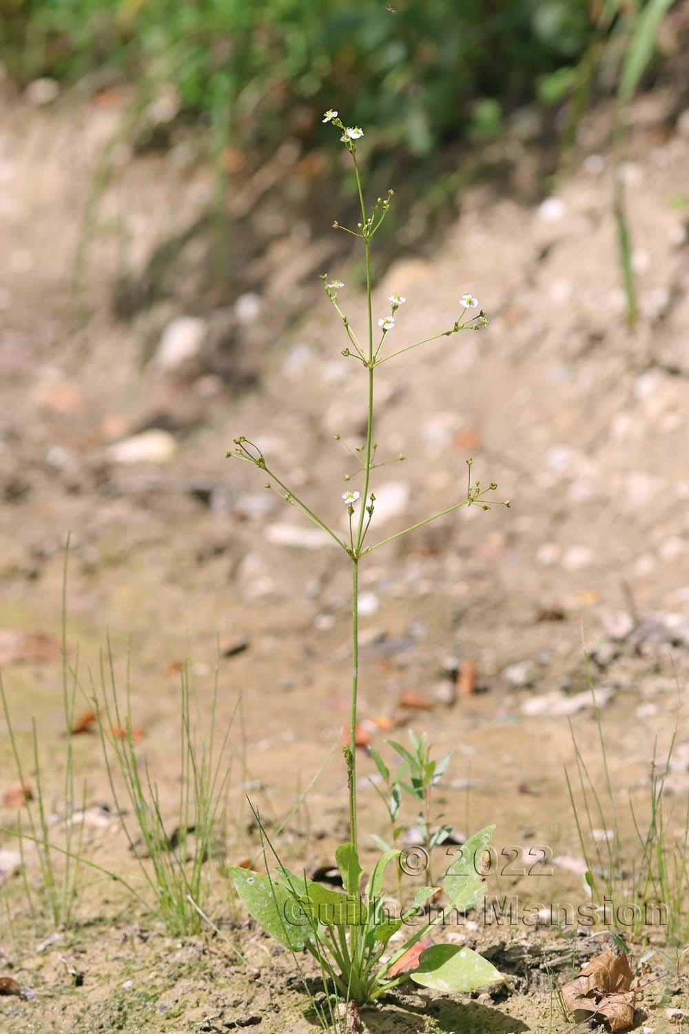 Alisma plantago-aquaticae