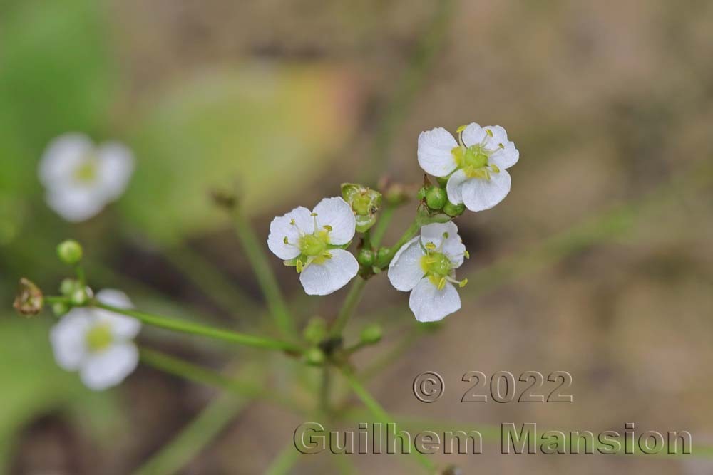 Alisma plantago-aquaticae