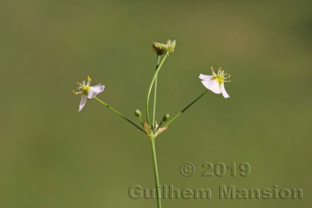 Family - Alismataceae