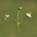 Family - Alismataceae