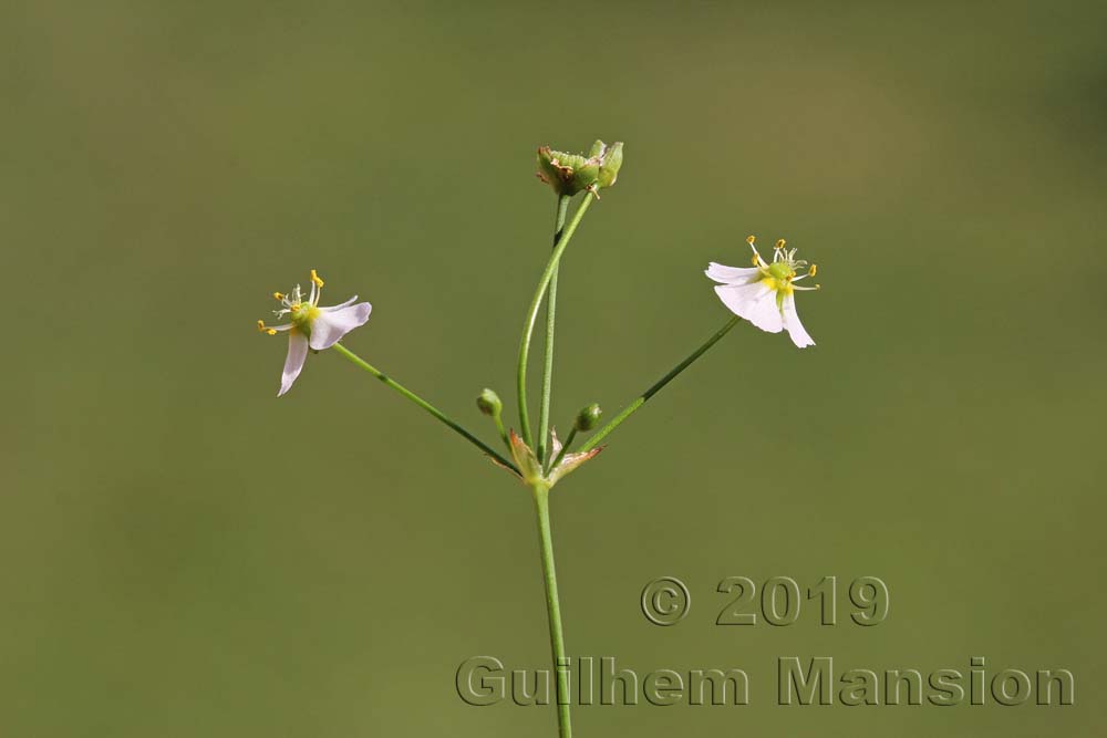 Alisma plantago-aquaticae