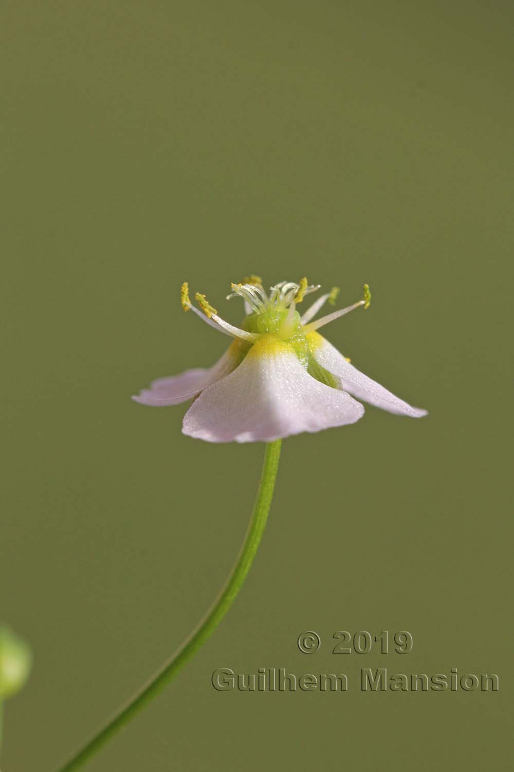 Alisma plantago-aquaticae