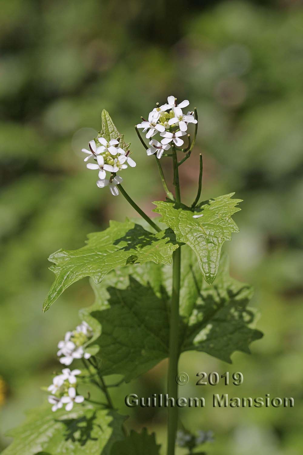 Alliaria petiolata