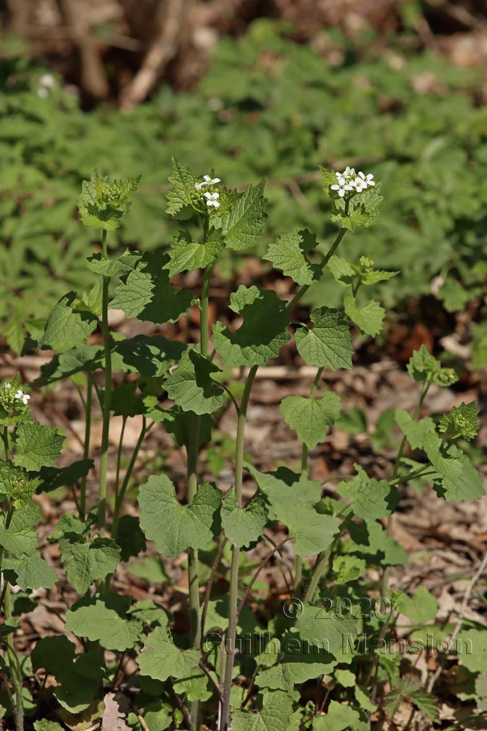 Alliaria petiolata