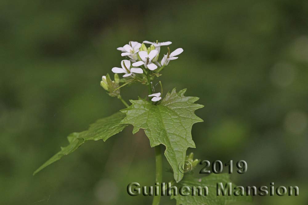 Alliaria petiolata