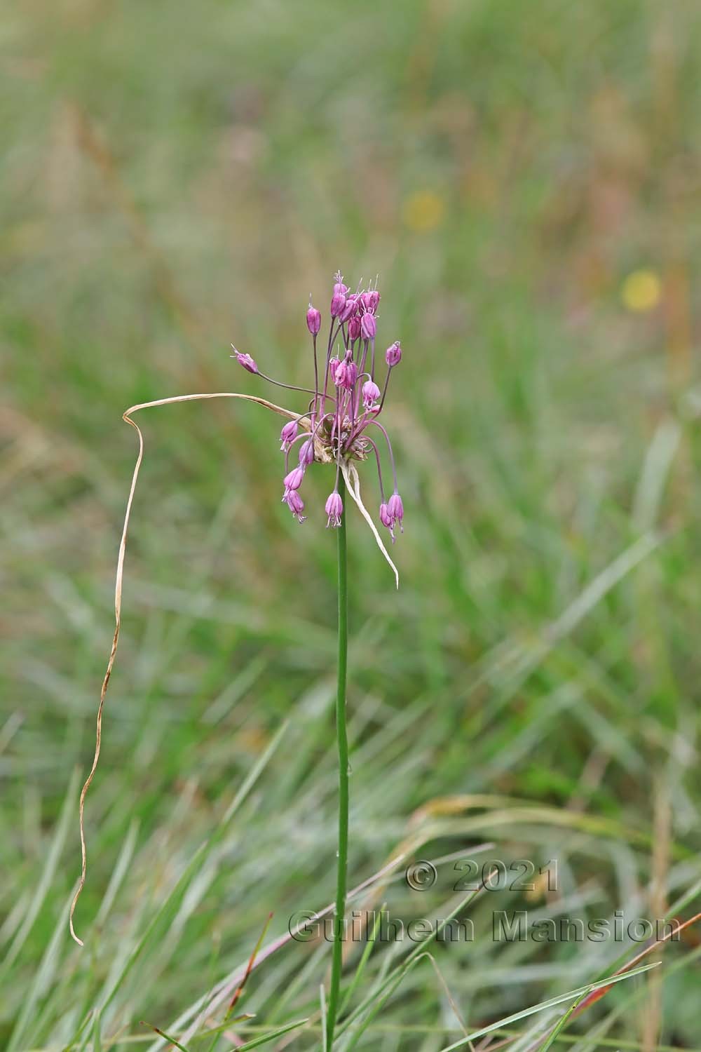 Allium carinatum