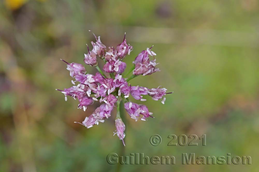 Allium lusitanicum