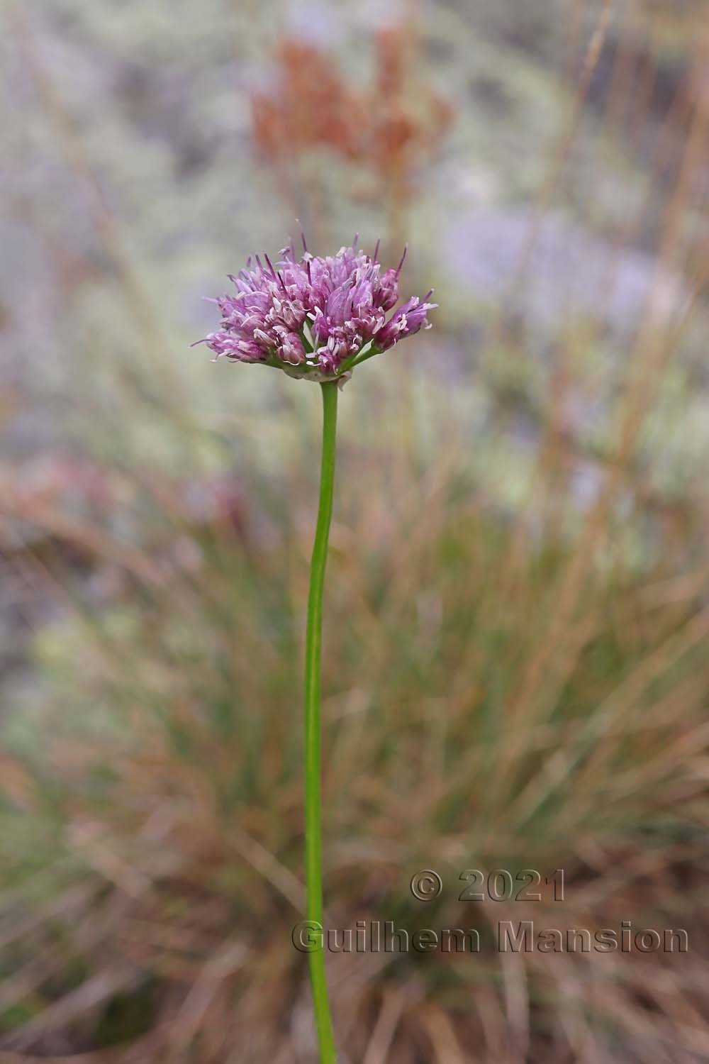 Allium lusitanicum