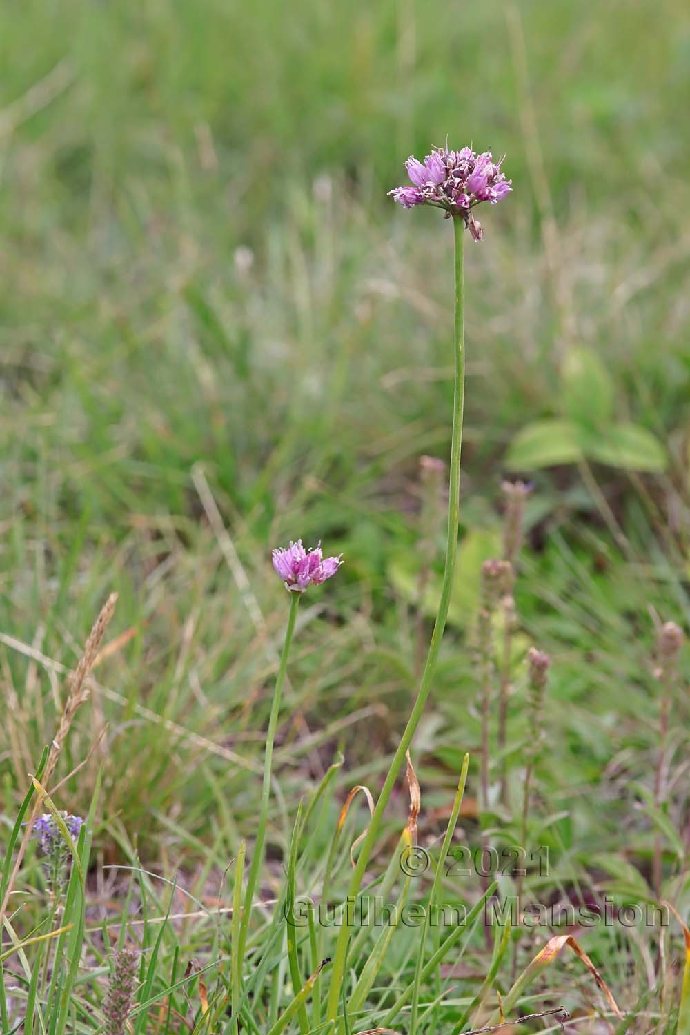 Allium lusitanicum