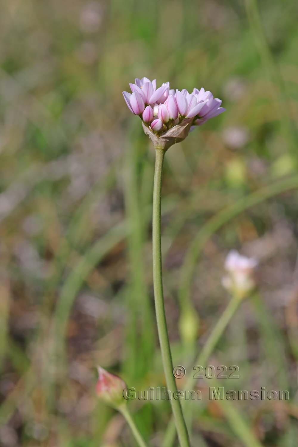 Allium roseum