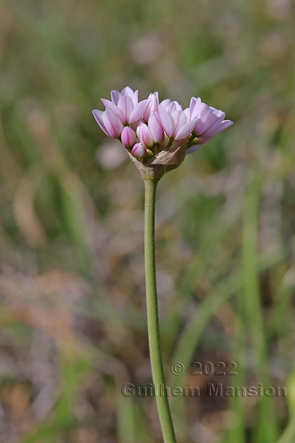 Allium roseum