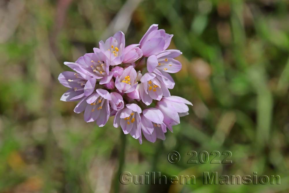 Allium roseum