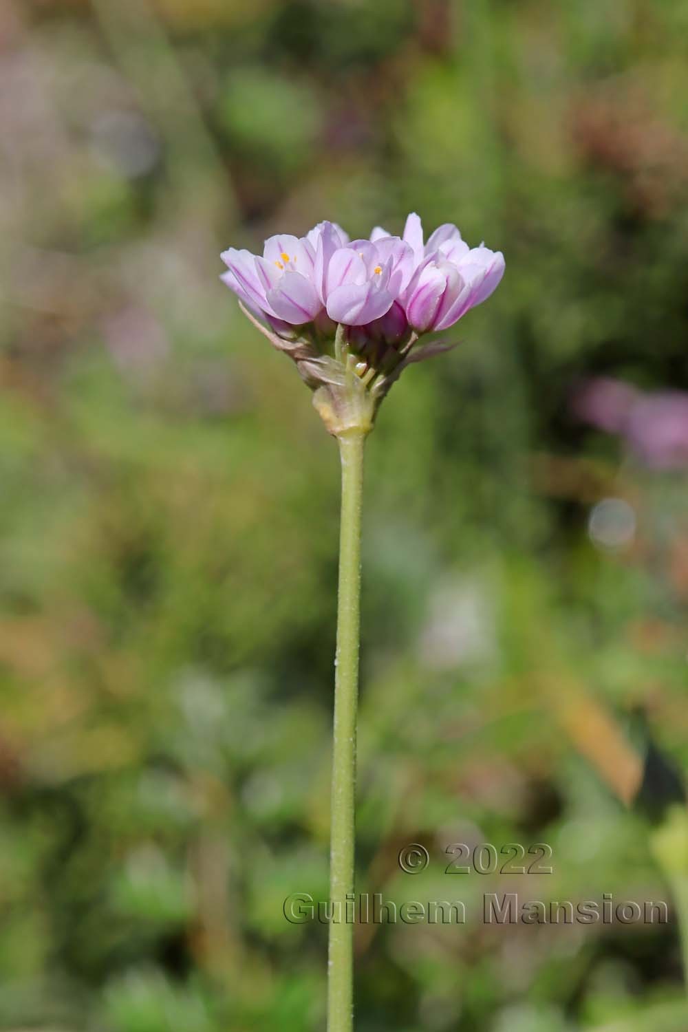 Allium roseum