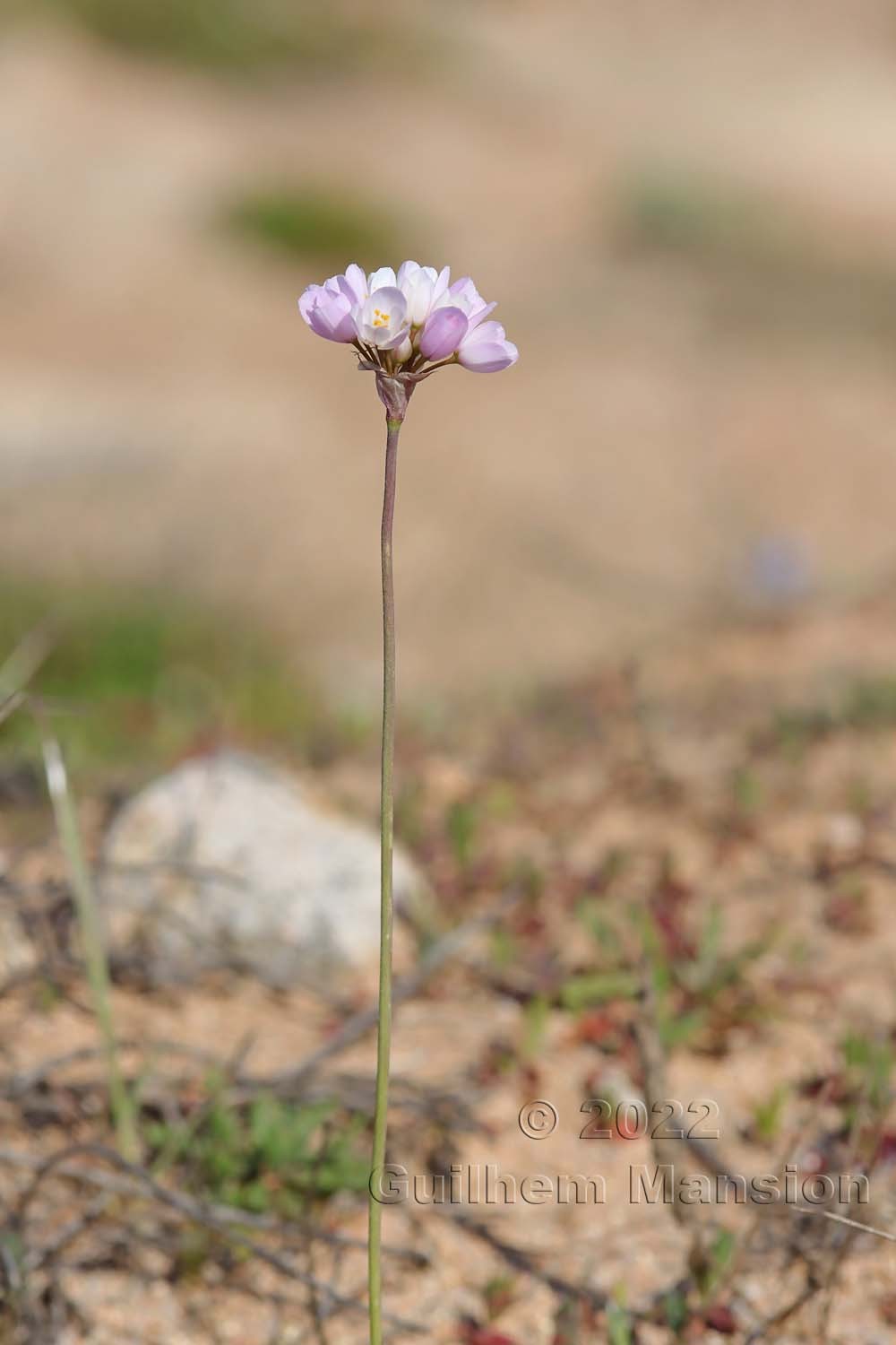 Allium roseum