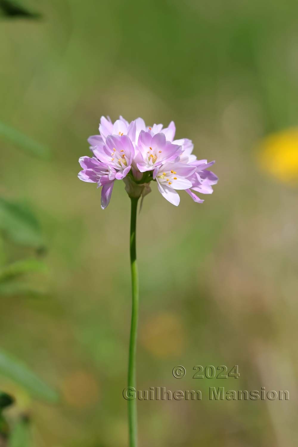 Allium roseum