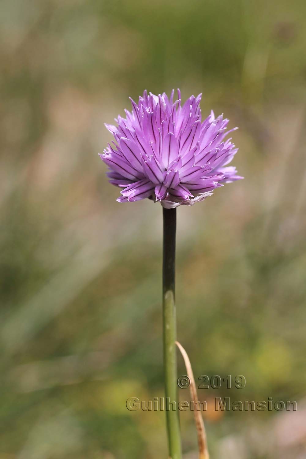 Allium schoenoprasum