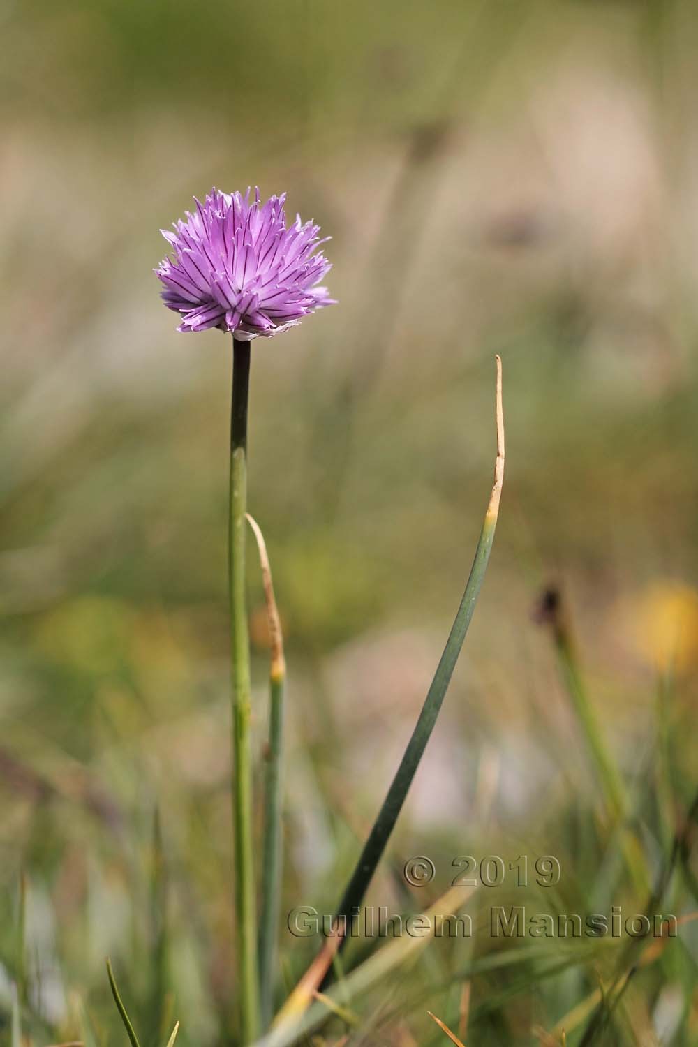 Allium schoenoprasum