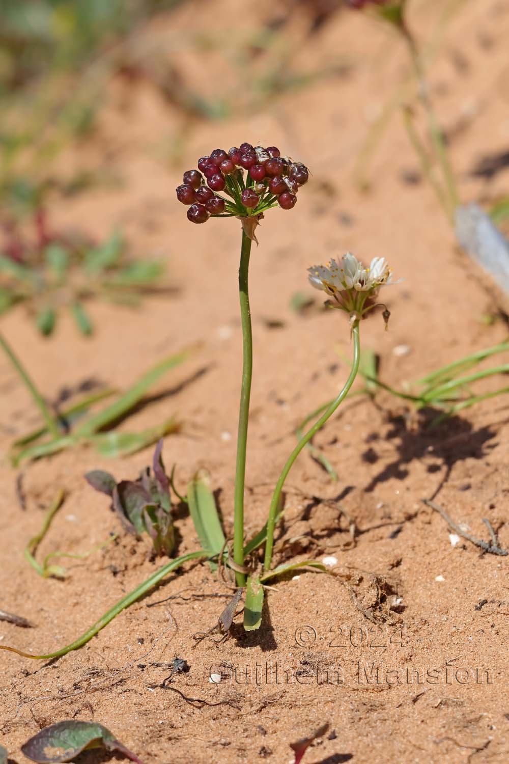 Allium subvillosum
