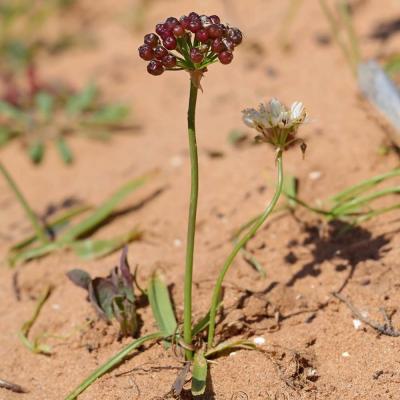 Allium subvillosum