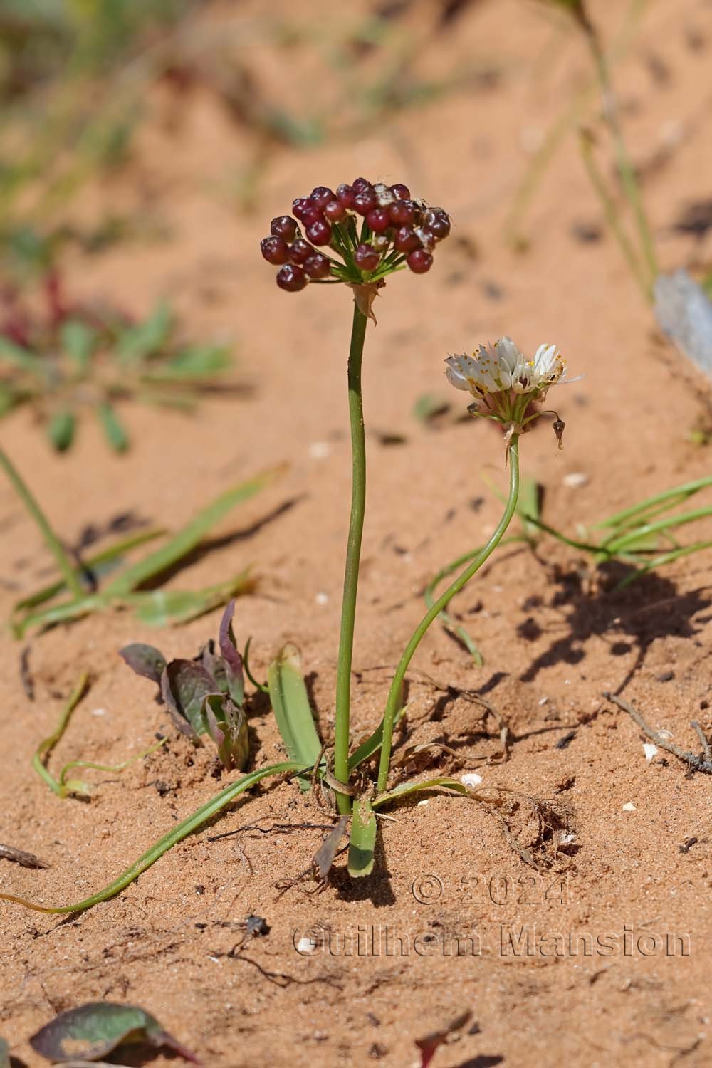 Allium subvillosum
