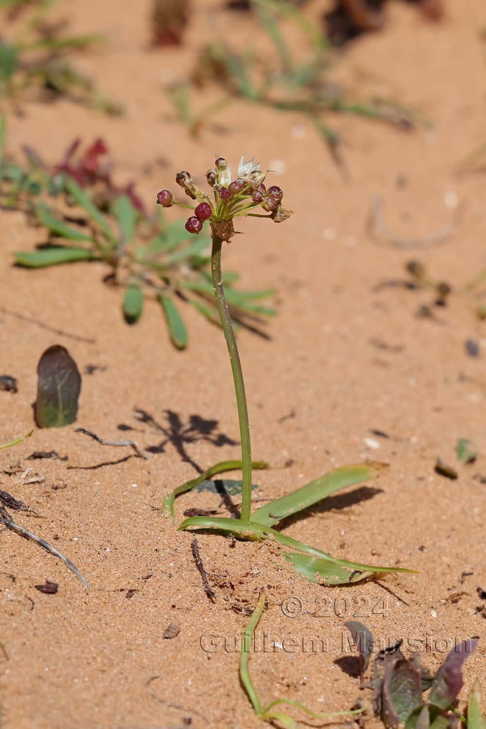 Allium subvillosum