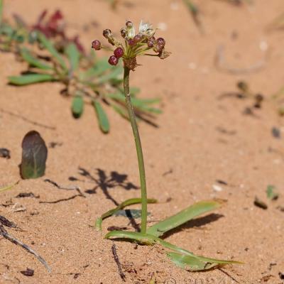 Allium subvillosum