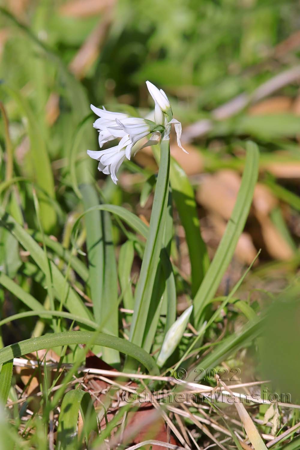 Allium triquetrum