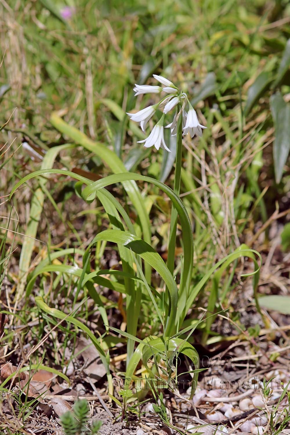 Allium triquetrum